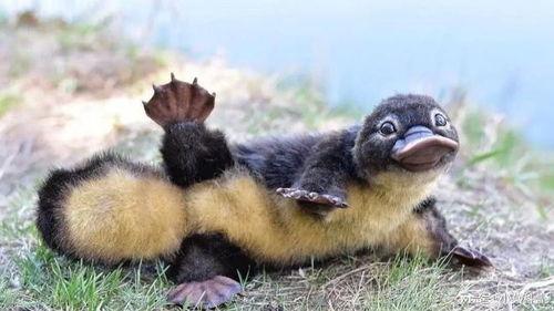 娱乐圈吃瓜酱鸭嘴兽,揭秘明星幕后故事与八卦风云